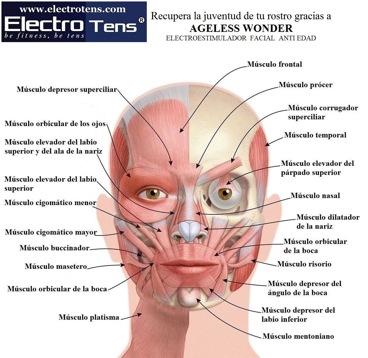 Electroestimulador Muscular 16 Electrodos Estetica + Facial - Abdominales  Piernas - Uso Profesional Y Personal